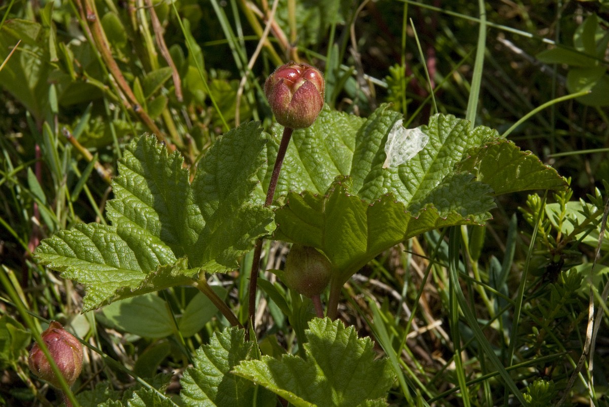Rubus chamaemorus, Cloudberry